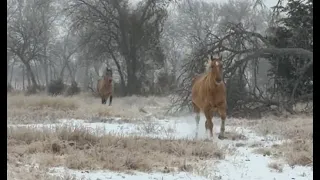 texas snow 2026 ice on the horses morning feeding