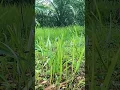 Download Lagu BURUNG RUAK RUAK part 2 || bird trap || shorts