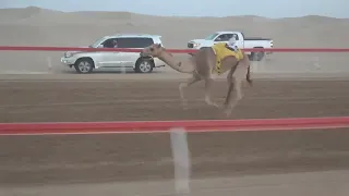 الشوط2 شوق للسيد عزيز بخيت فطيس المنصوري توقيت 8 08 80 