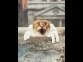 Download Lagu Spider-Phantom Cat #funny #memes