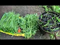 Download Lagu Harvesting Green Chilly and green Vegetables