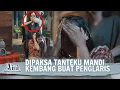 Download Lagu Ritual Mandi Bunga Wijaya Kembang | Aini Malaikat Tak Bersayap ANTV Eps 71 (3/4)