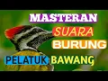 Download Lagu Masteran suara burung pelatuk bawang//nembak rapat