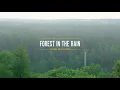 8 HOURS of Incredibly Calming Sound of Rain and Birds Chirping in the Forest (4K UltraHD)