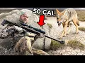 Download Lagu We Hunted Coyotes with a 50 Cal Sniper Rifle! Hunting Challenge