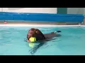 Doolz at K9 swim