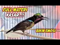 Download Lagu SUARA BURUNG KOLIBRI NINJA GACOR FULL ISIAN TEMBAKAN KASAR !! PANCINGAN KONIN AGAR CEPAT RAJIN BUNYI