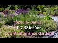 Lagu TOPKEUZES Salvia: SPECIFIEKE Salvia-variëteiten die weinig onderhoud vergen en perfect zijn voor ...