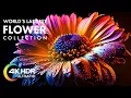 Stunning Flowers Blooming Time lapse in 4K U with Relaxing Music