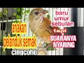 Lagu SUARA ANAKAN PELANDUK SEMAK GACOR, CINGCOHO GACOR
