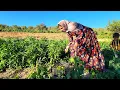 Download Lagu 👩‍🦰💼 Razia goes to work to raise money to release Mohammad from prison 🔓❤️