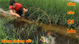Cắm câu Cá Lóc ở Bãi Cỏ hoang, bất ngờ thu phục Cá Lóc khủng