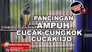 Download Pancingan Emosi Cucak Ijo \u0026 Cucak Cungkok MP3