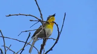 yellow breasted chat singing