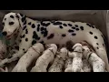 Download Lagu Real-Life 101 Dalmatians Record Litter