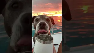 Do you like pina coladas? #sailing #catamaran #boatdog