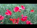 Corn poppies