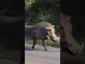 Download Lagu Lion King Pumba in Real Life #lionking #wildpig #pumba #timon