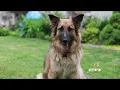 Leigh s Lost and Found time is running out to find a lost German Shepherd