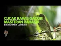 Download Lagu CUCAK RAWIS GACOR! Masteran Rahasia Bikin Juara Lomba