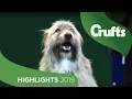 Kratu The Happy-Go-Lucky Rescue Dog Has A Mind Of His Own Crufts 2019