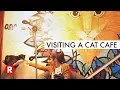 The First Cat Cafe in Atlanta GA Java Cats Cafe My First Cat Cafe in the World