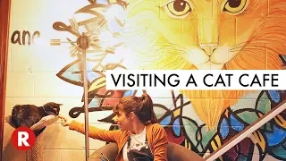 The First Cat Cafe in Atlanta GA Java Cats Cafe My First Cat Cafe in the World