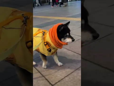 Shiba bouncy walk 🐕