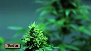 ماهي مادة الحشيش المخدرة وبماذا يشعر متعاطيها 