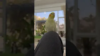 الكوكتيل يقول السلام عليكم دندنها