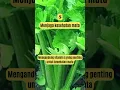 Download Lagu Meningkatkan Produksi Susu Ibu, Inilah 12 Manfaat Daun Seledri #Shorts