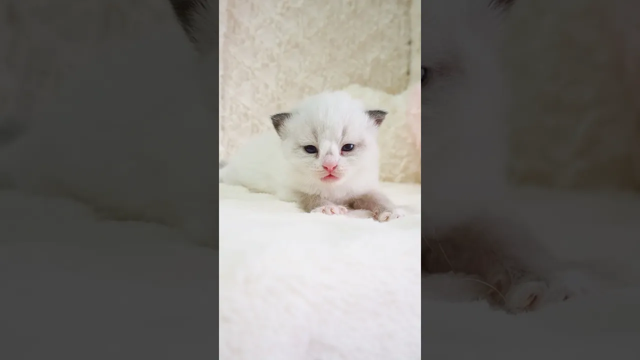 動画