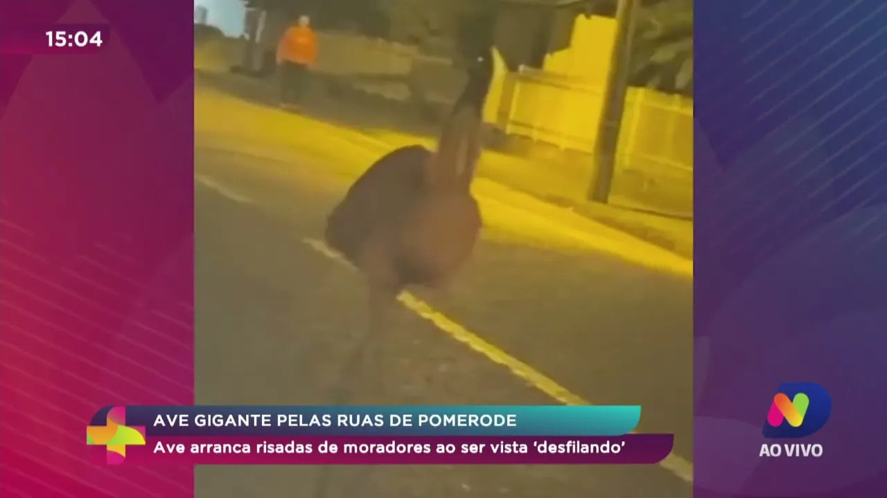 Ave gigante pelas ruas de Pomerode: ave arranca risada de moradores ao ser vista "desfilando"