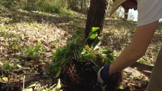 Transplanting Dividing Hostas