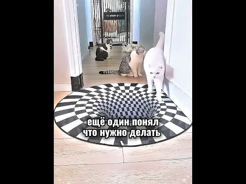 Коты Против Оптической Иллюзии 😂🤣
