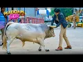 Download Lagu Karishma Singh ने Thane के लिए क्यों खरीदी गाय? | Madam Sir | Best Comedy Show | Full Episode