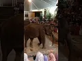 Download Lagu Halo gasy balik lagi bersama aku ya gasy okey kesempatan kali ini kita nonto video ini ya gasy smgt