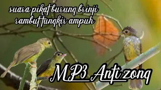 Download suara pikat burung brinji rambut tungkir mp3 MP3