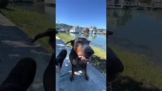 #Fyp #fypシ #pets #doberman #dream