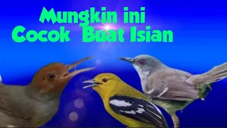 burung cipoh burung ciblek burung prenjak kicau burung