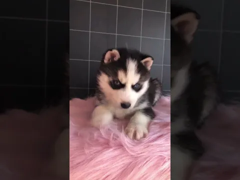 cuteeee puppy