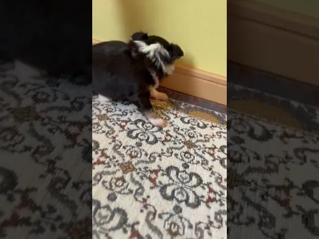 動画