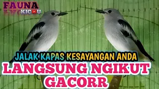 Download PANCINGAN SUARA BURUNG JALAK KAPAS MALAS BUNYI JADI GACOR MP3