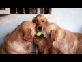 Two dogs fighting over a tennis ball - GIF