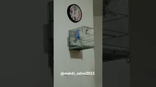 سهره دهندار لربخون مهدی جلیل پور 09199600620 