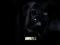 Download Lagu AnimalS Ringtone|Maroon5