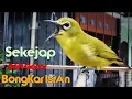 Download Lagu Gak Pake Lama Dalam Hitungan Menit Pleci Dirumah Langsung Nyaut Bongkar Isian_@DobleahPLECIMANIAINDONESIA