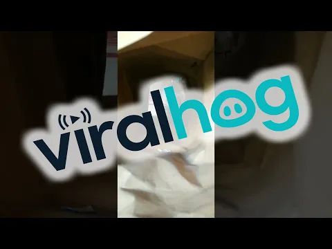 Maine Coon Cat Playfully Pounces At Owner || ViralHog