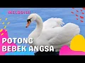 Download Lagu LAGU POTONG BEBEK ANGSA - Lagu Anak Anak