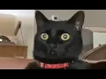 Download Lagu Cat core